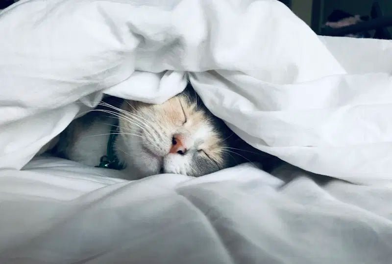 Luxury Velvet Cat Bed - Cozypaws.fitCat FurnitureCozyPawsCharcoal GreyLuxury Velvet Cat BedLuxury Velvet Cat Bed